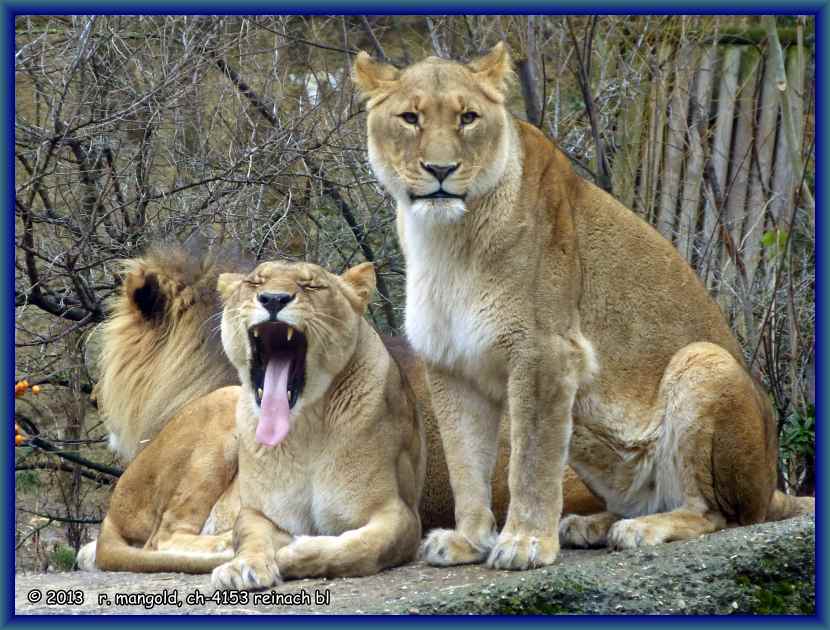 die löwenfamilie im basler zoo am 06.02.2013
