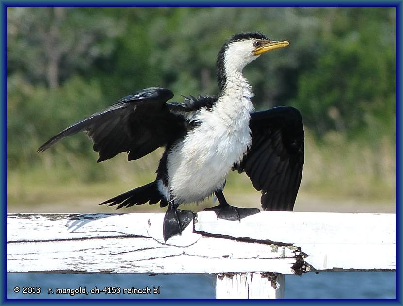 ein kormoran lässt sein 
	gefieder trocknen, lakes entrance (victoria) australien am 07.04.2012
