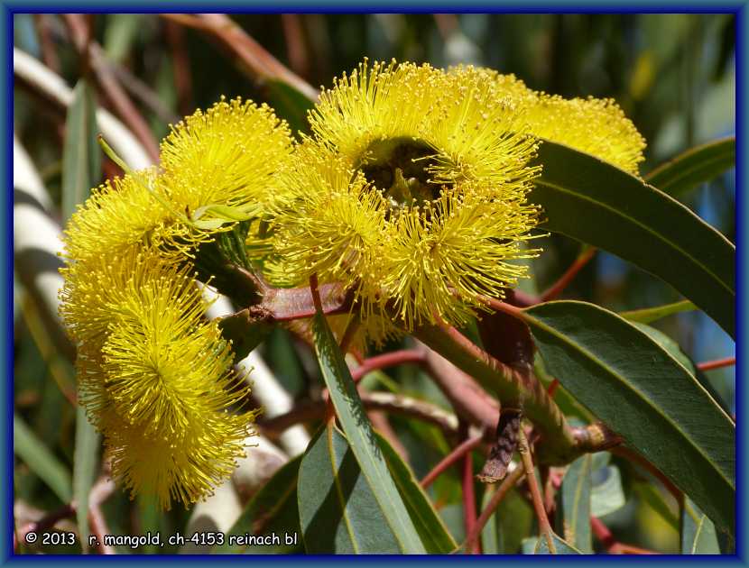 eukalyptusblüte bei 
	cervantes im westen australiens am 14.03.2012