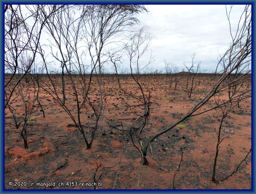 auf der ganzen fläche am great northern highway ist alles verbrannt, westaustralien am 08.03.2012