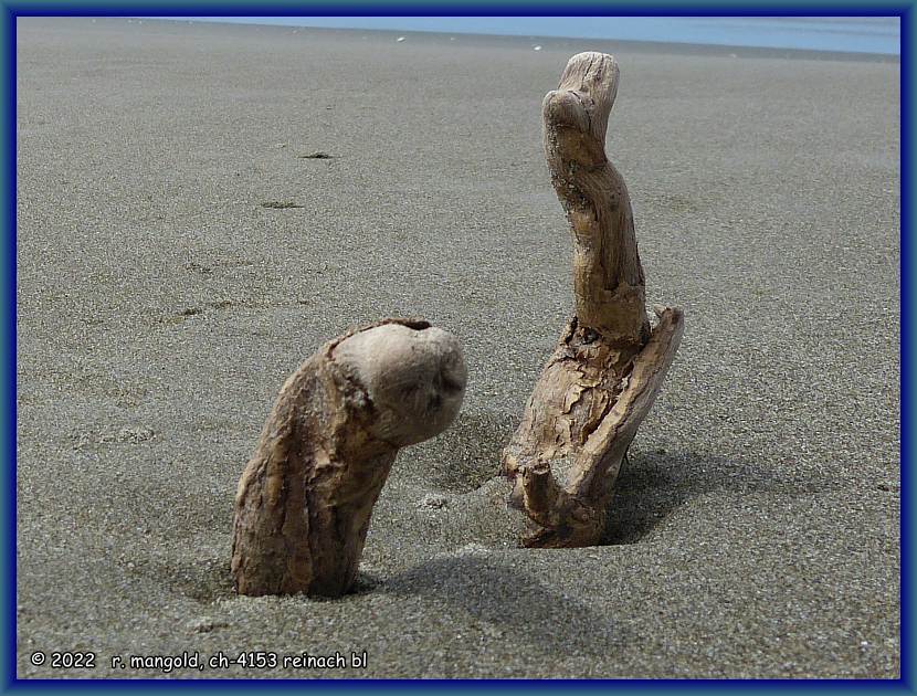 kopf auf langem hals und ein bein ragen aus dem sand, neuseeland südinsel am 26.01.2018