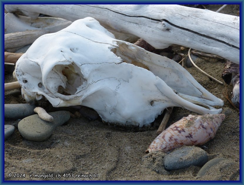 ab und zu sind am strand auch tierschädel zu finden, bei te araroa (neuseeland nordinsel) am 08.12.2017