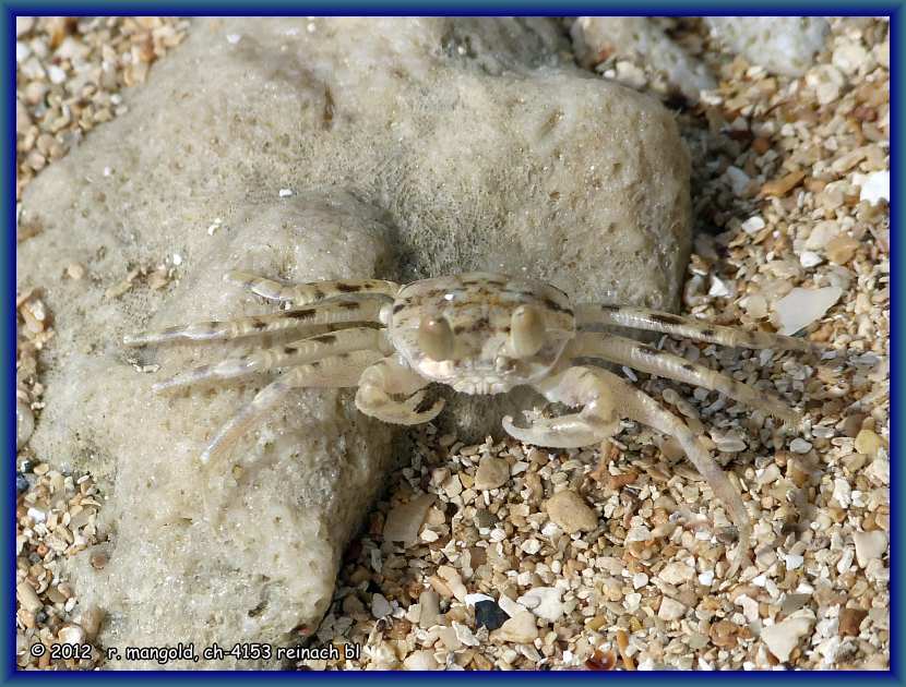im sand gut getarnte krabbe