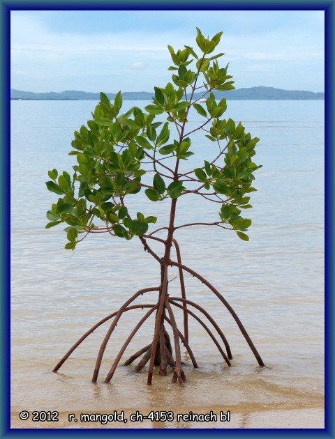kleiner mangroven-baum mit den typischen stützwurzeln