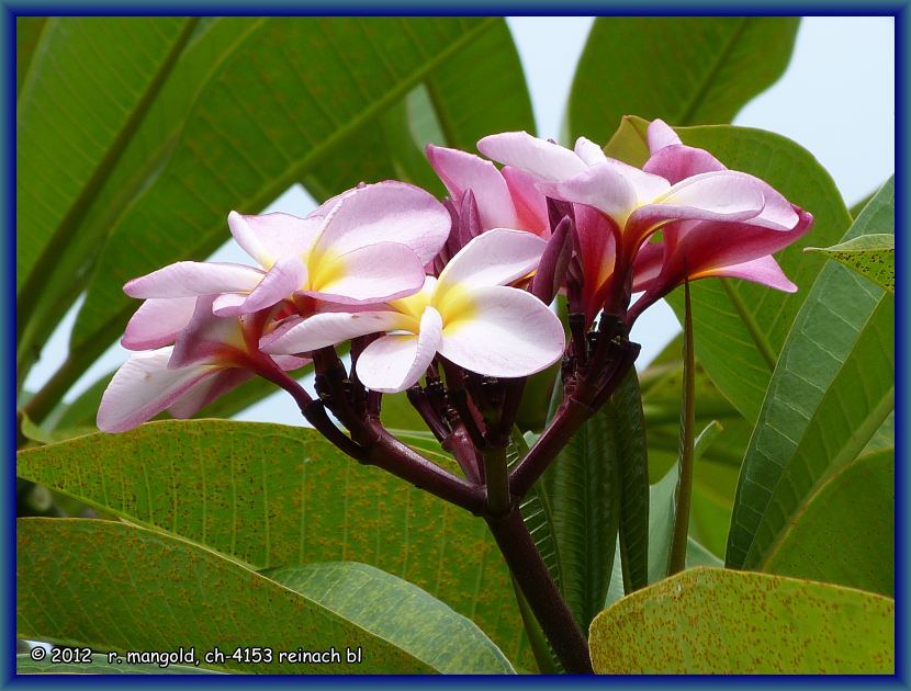 rosarote frangipani-blüte