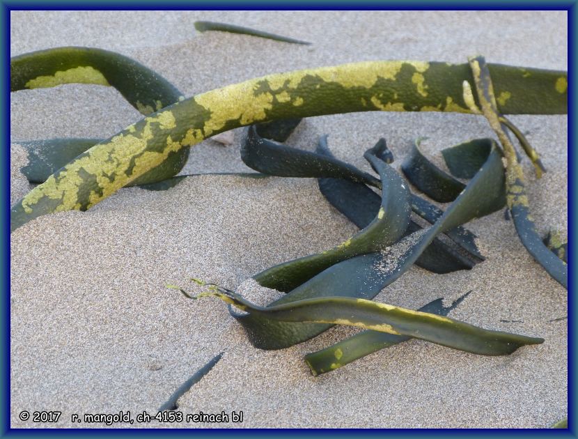 angeschwemmte ledertang-schlingen im sand