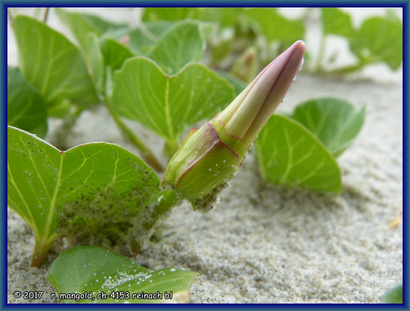 windenbltter und eine bltenknospe ragen gerade so aus dem sand