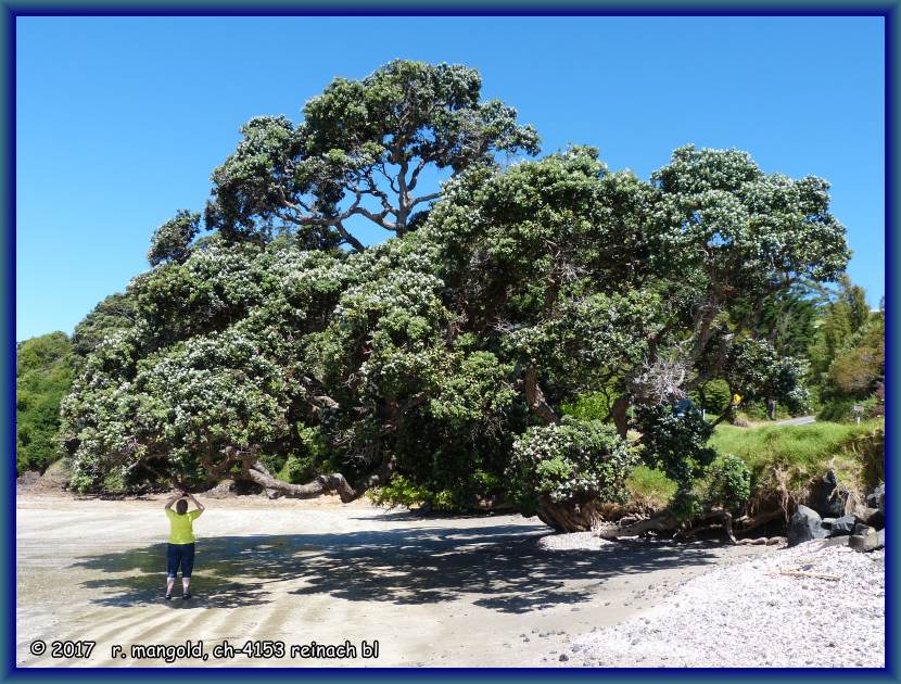 die pohutukawa-bume lieben standorte direkt am meer