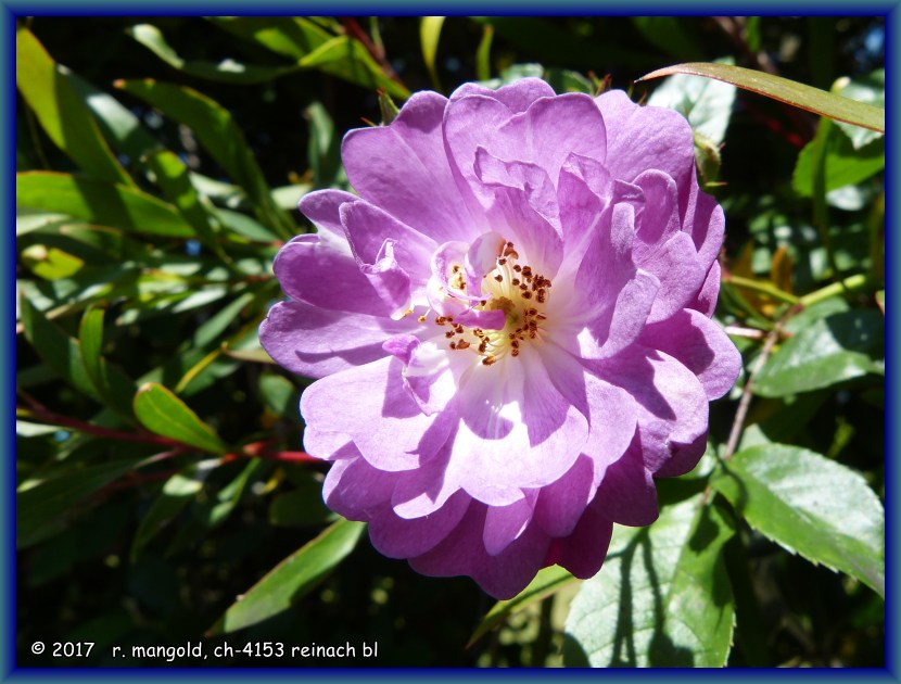 einmal eine violette heckenrose an der zufahrt zu unserem camp-ground