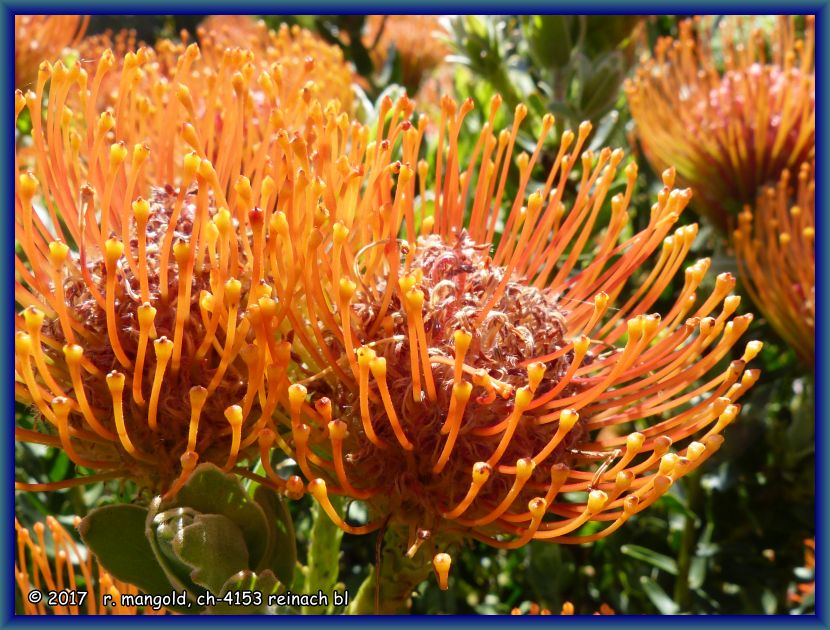 orange blten an einem niedrigen banksia-strauch