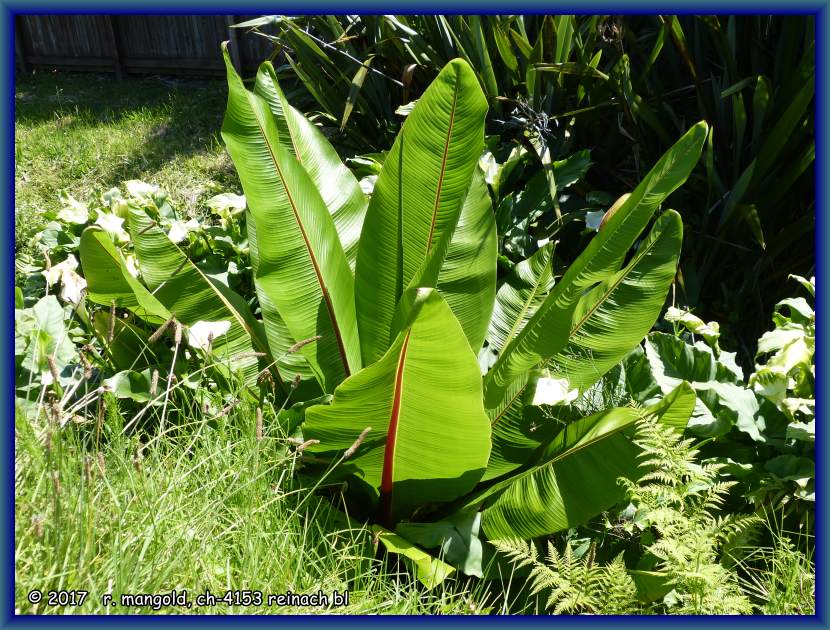 gigantische bltter einer in einem bach stehenden palme