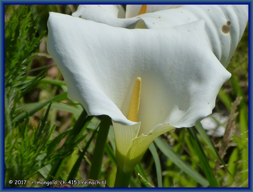 auch diese calla wchst direkt am bach