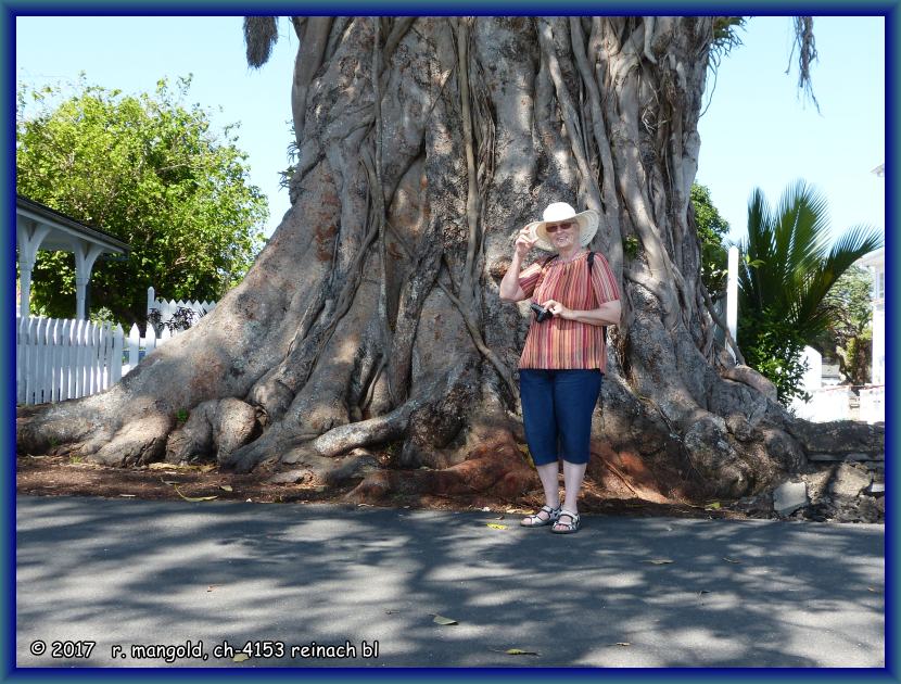 rita mit ihrem neu erstanden sonnenhut vor einem riesigen pōhutukawa-stamm