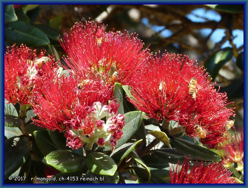 die pōhutukawa-blten werden von den bienen belagert