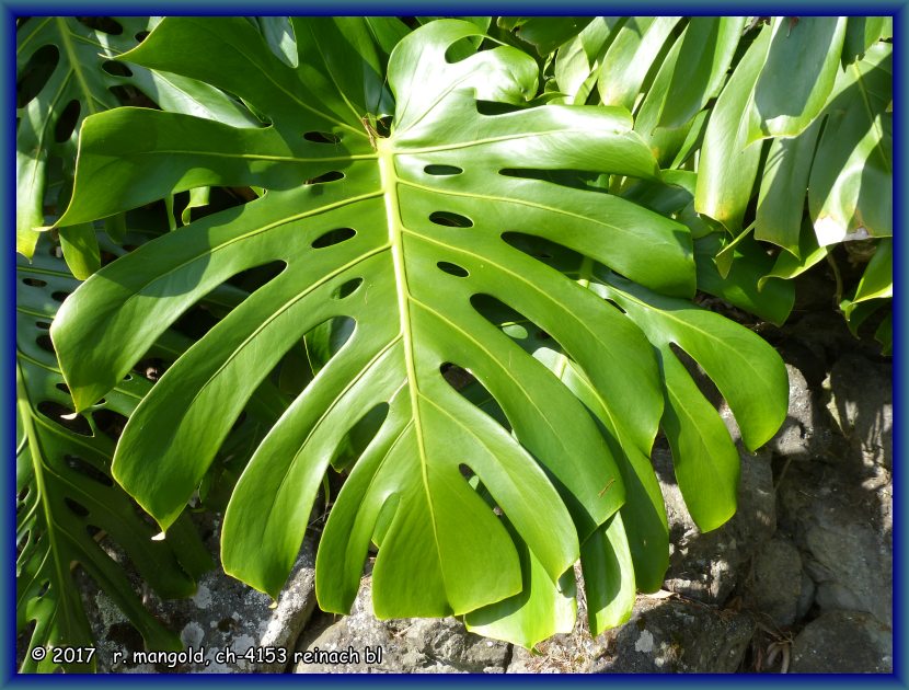 philodendron-blatt mit 45 cm durchmesser direkt unterhalb unseres standplatzes