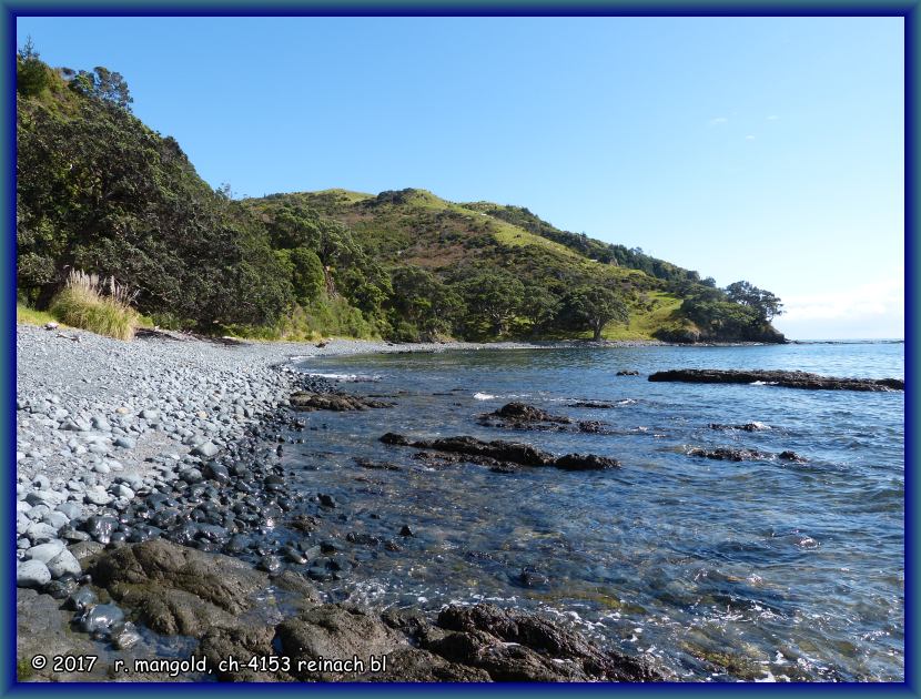 immer wieder reiht sich am strand ein pōhutukawa an den anderen