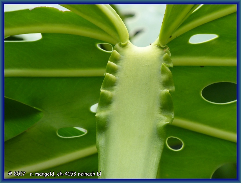 bergang des blattstiels ins blatt an einem philodendron