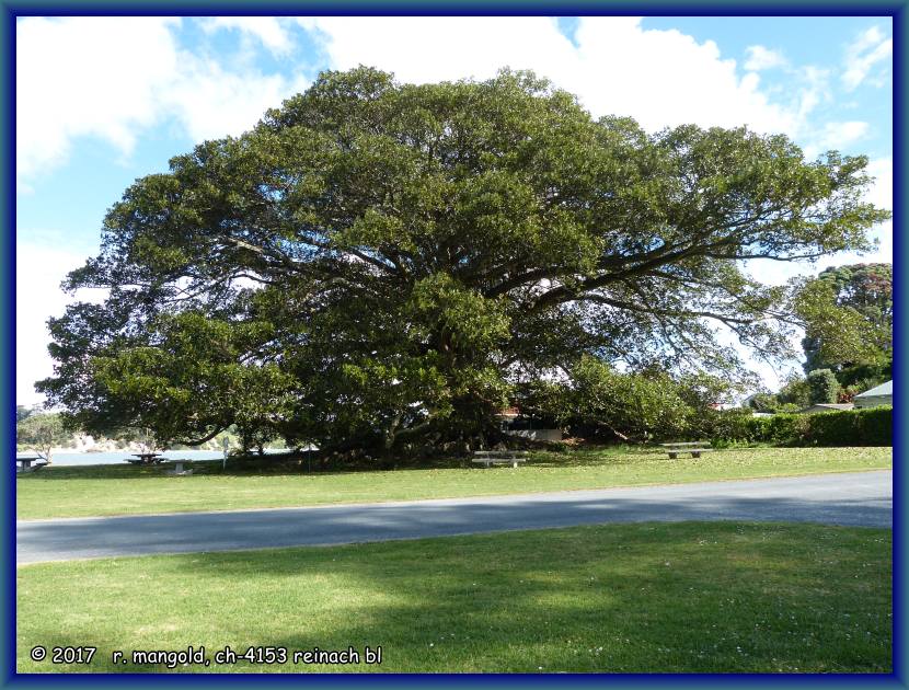 der grsste feigenbaum der welt steht hier am strand von pahi