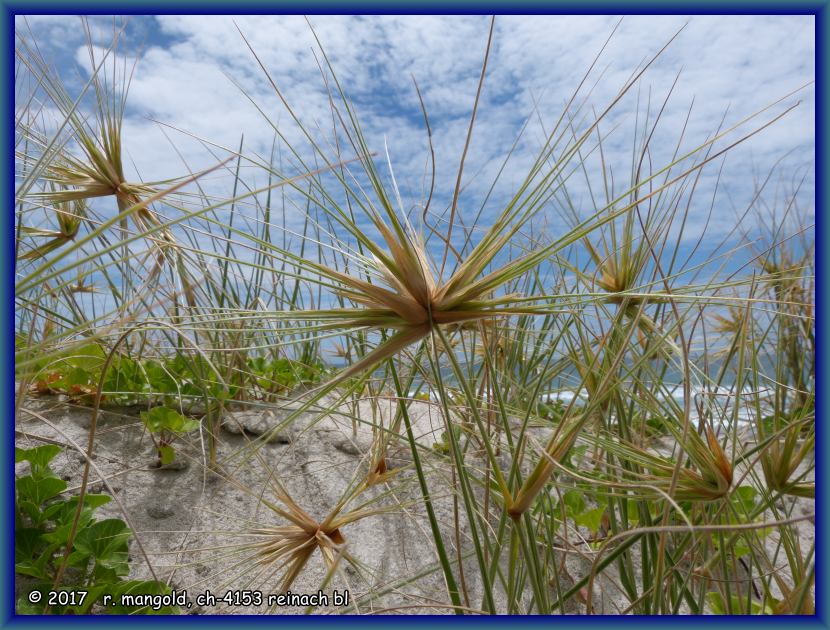 das spinifex-gras findet sich berall auf den sanddnen