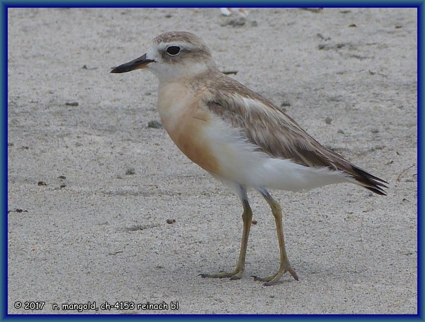 dieser dotterel steht einmal still und beobachtet mich aufmerksam