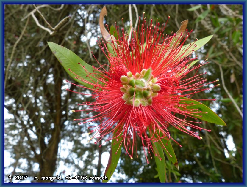 diese bltenstruktur zeigt, warum der baum bottlebrush-tree heisst