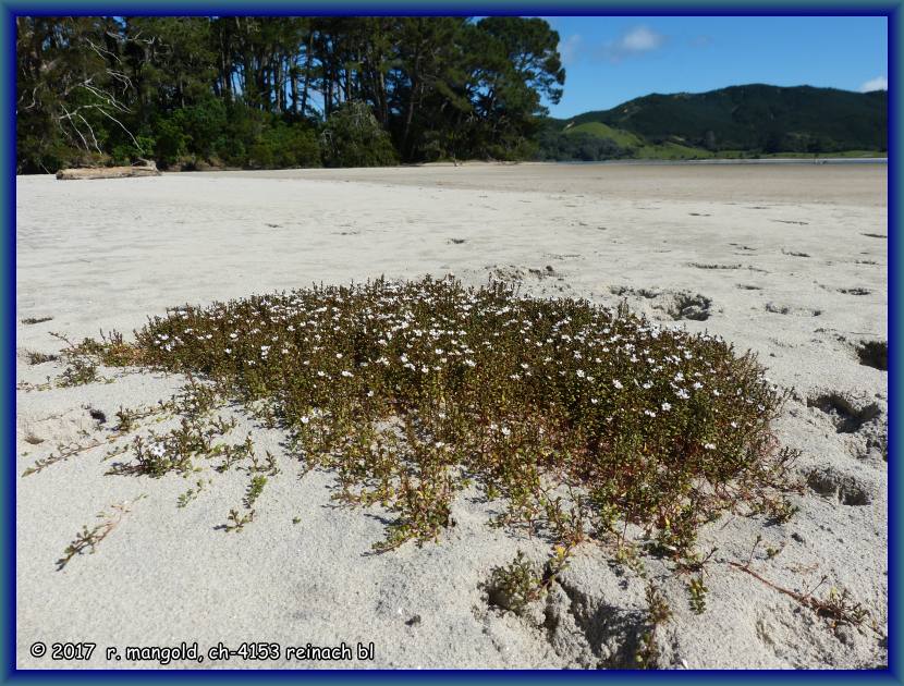 ein blumeninselchen im sandigen boden der bucht von opoutere