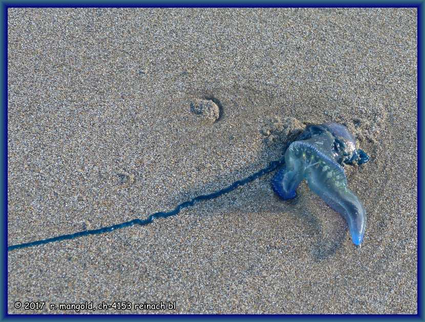 die klglichen reste einer schn blauen qualle vertrocknen langsam im sand