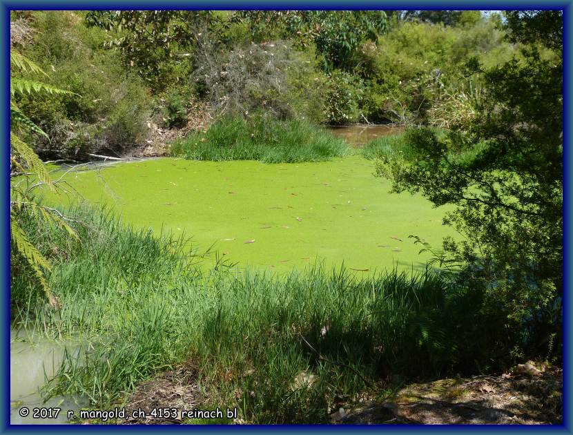 ein komplett mit wasserlinsen zugewachsener teich