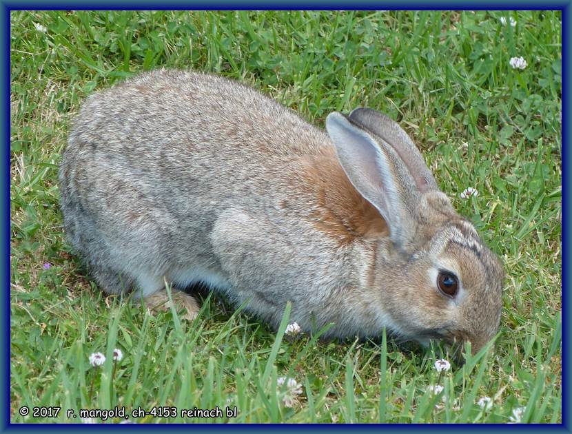 ein wildes kaninchen als dauergast auf unserem heutigen campingplatz