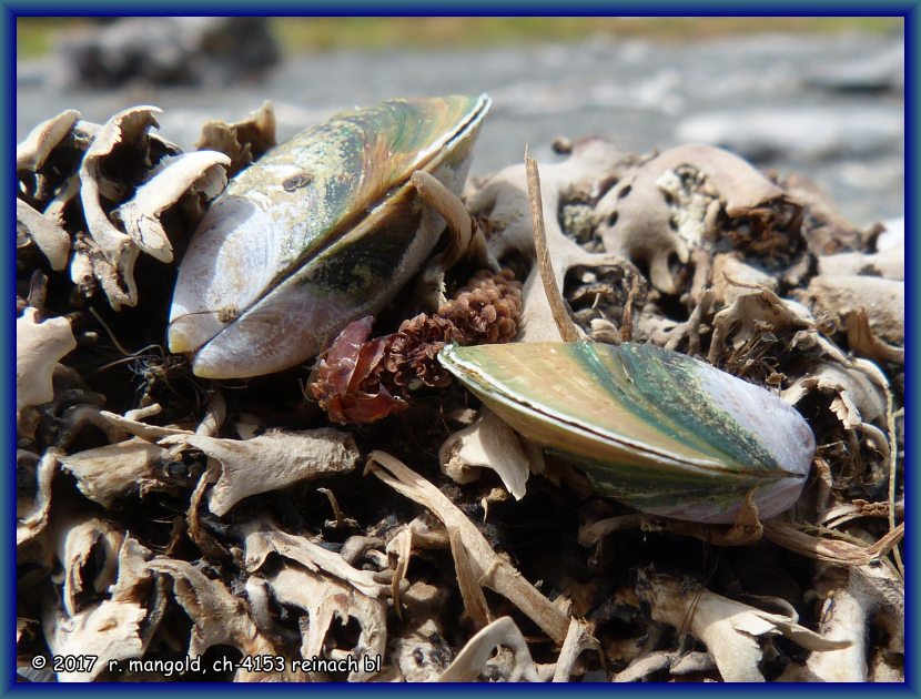 zwei kleine grnlippenmuscheln in einem tanggeflecht