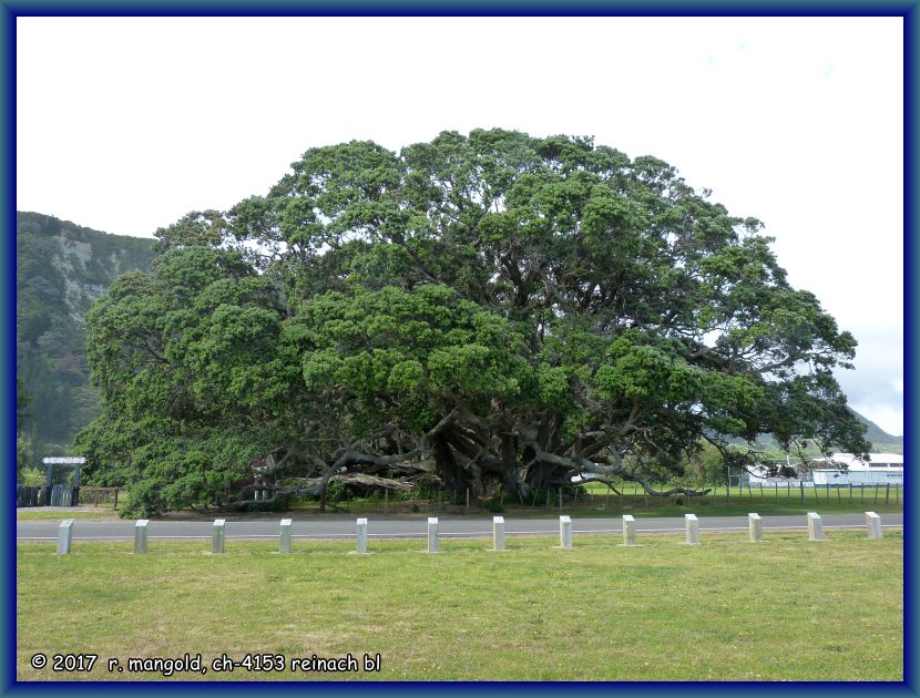 der grsste pōhutukawa-baum der welt ist 21 m hoch und 40 m im kronendurchmesser