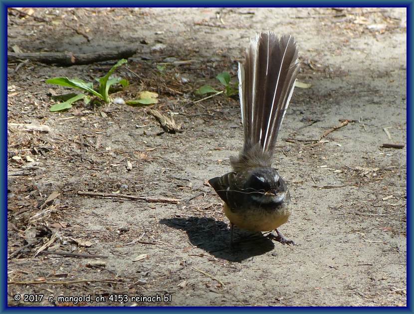 einer dieser quirligen fantails hat einen kurzen moment stillgehalten