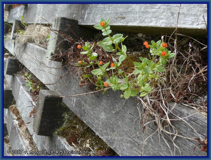 einmal eine andere art der b�schungssicherung