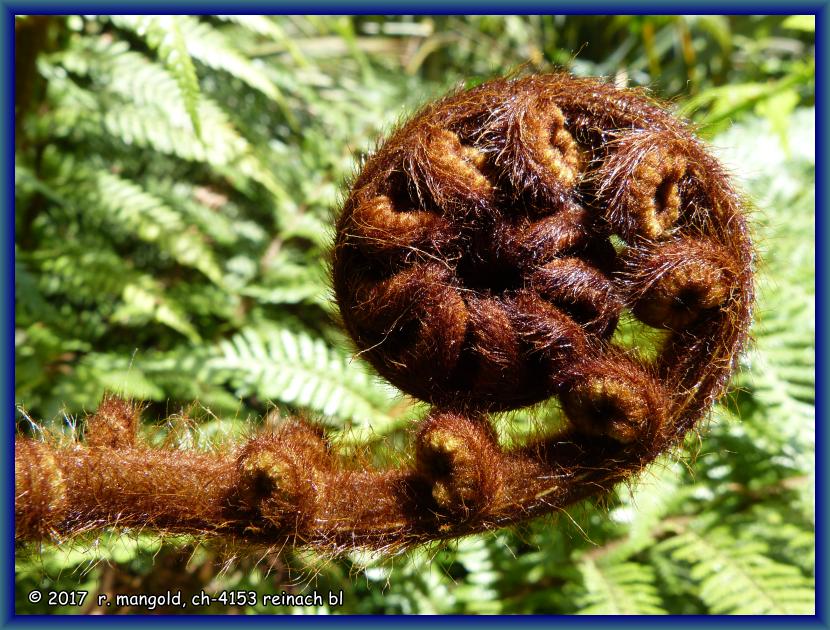 wieder einmal ein sch�nes koru, ein farnblatt, das sich entrollt