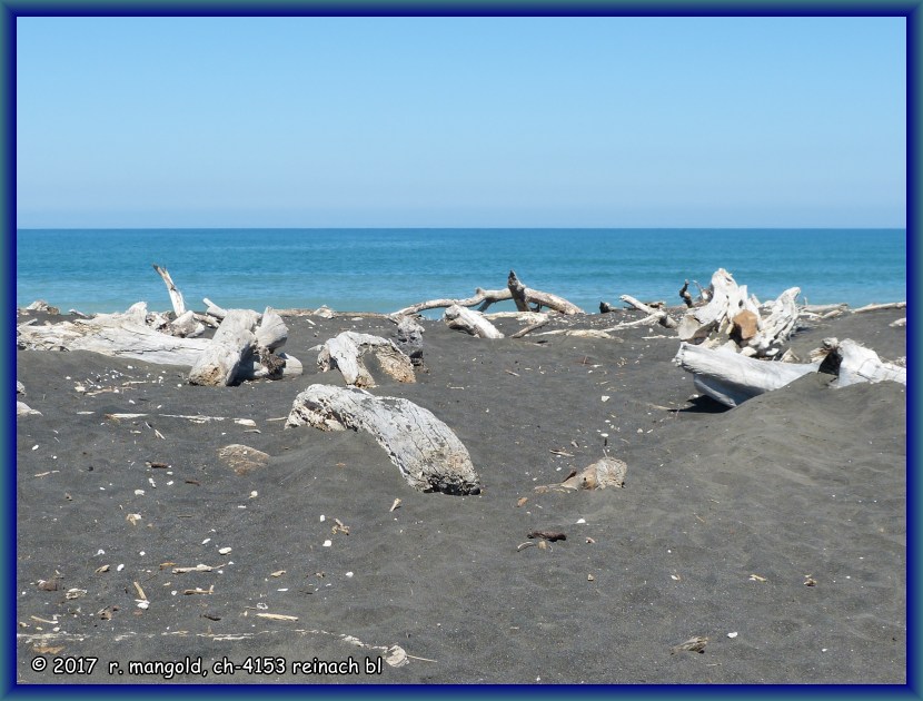 der ganze strand ist mit schwemmholz berst