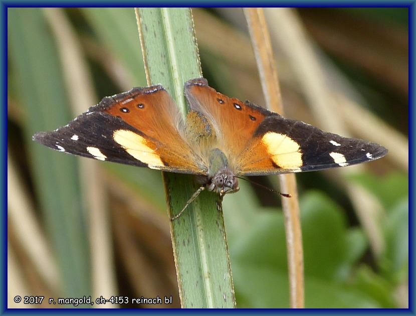 dieser schmetterling hinter unserem camper hat schön still gehalten