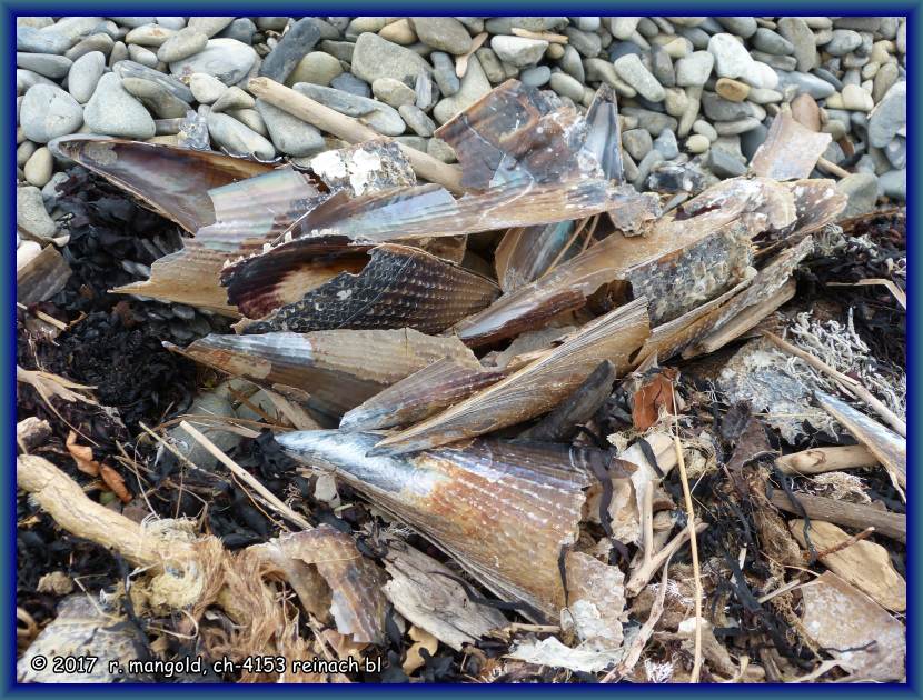 hier in der bucht hat es massenweise solche muschelschalen am strand