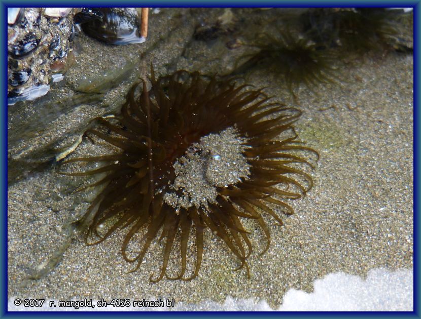 diese anemonen warten in den verbleibenden tmpeln auf die nchste flut