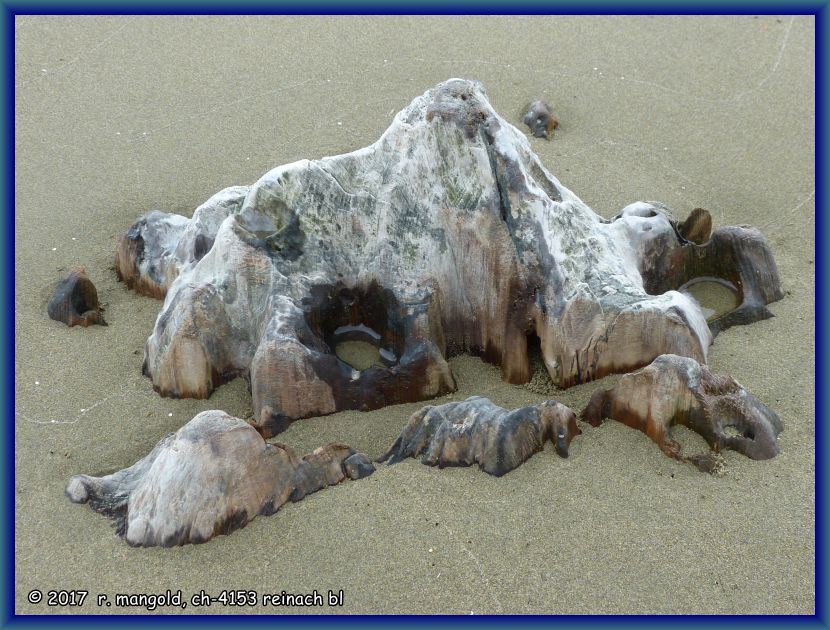 dieser abgeschliffene baumstumpf ragt am strand aus dem sand