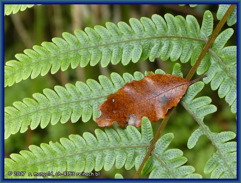 ein drres blatt ist auf einem farnwedel gelandet