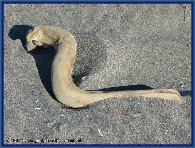 wie eine schlange liegt dieses vom sand blankpolierte holzstck am strand