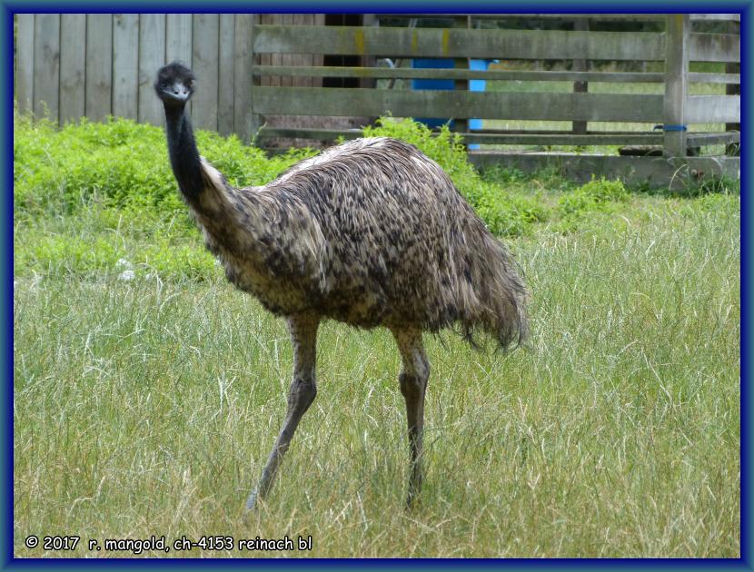 dieser emu stolziert in einem gehege bei unserem heutigen campinplatz