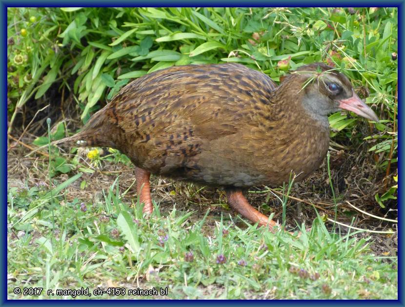 auch hier ist wieder ein weka zu hause und stbert nach fressbarem