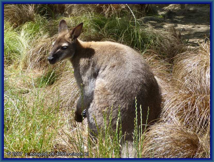 und hier nun noch das zum tierbestand gehrende wallaby