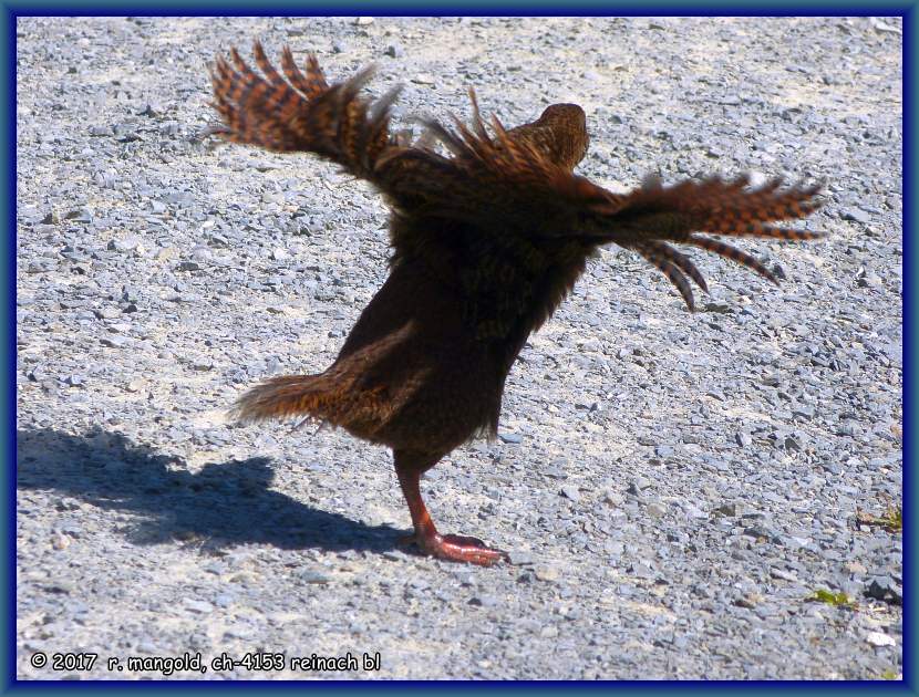 ein flugunfhiges weka lftet sein federkleid durch