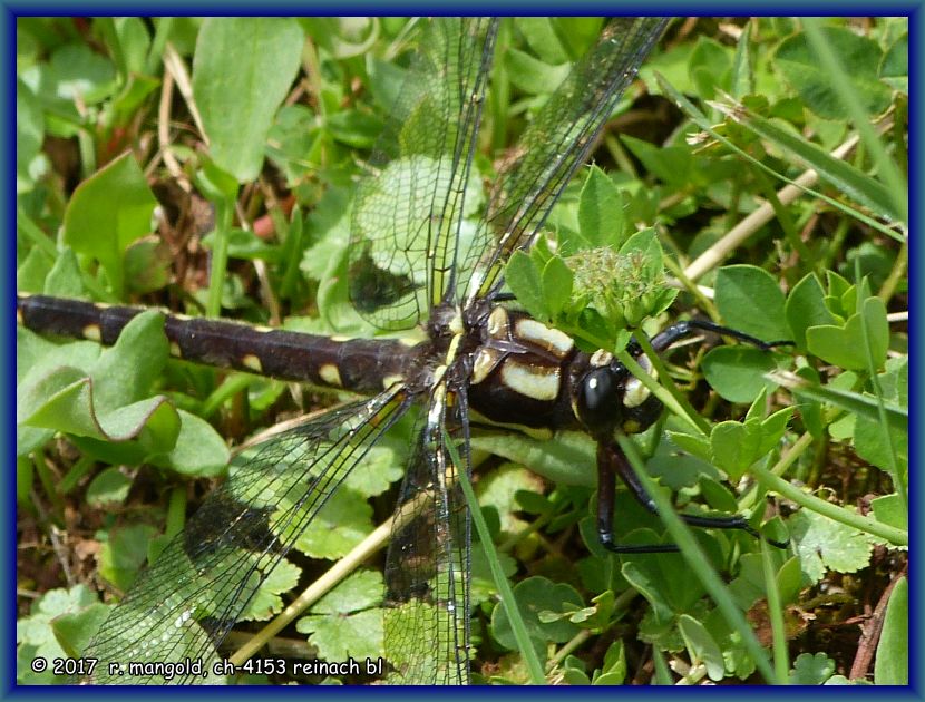 im grasbord ist einen libelle gelandet und hat stillgehalten