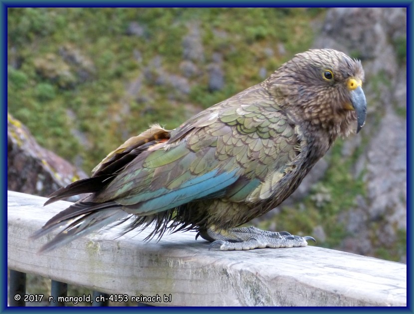 der kea ist neugierig und lsst sich problemlos fotografieren