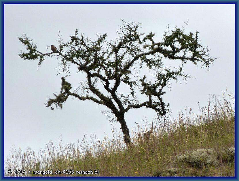 den kleinen vogel auf dem solitr stehenden gestrpp habe ich nicht gesehen