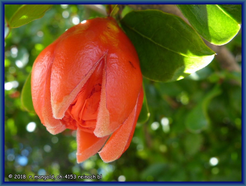 diese knospe sieht etwas seltsam aus, wie eine geffnete fruchtschale ...