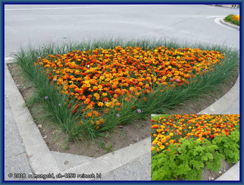 blumenrabatte eingefasst mit schnittlauchstauden, kleiner ausschnitt mit petersilie